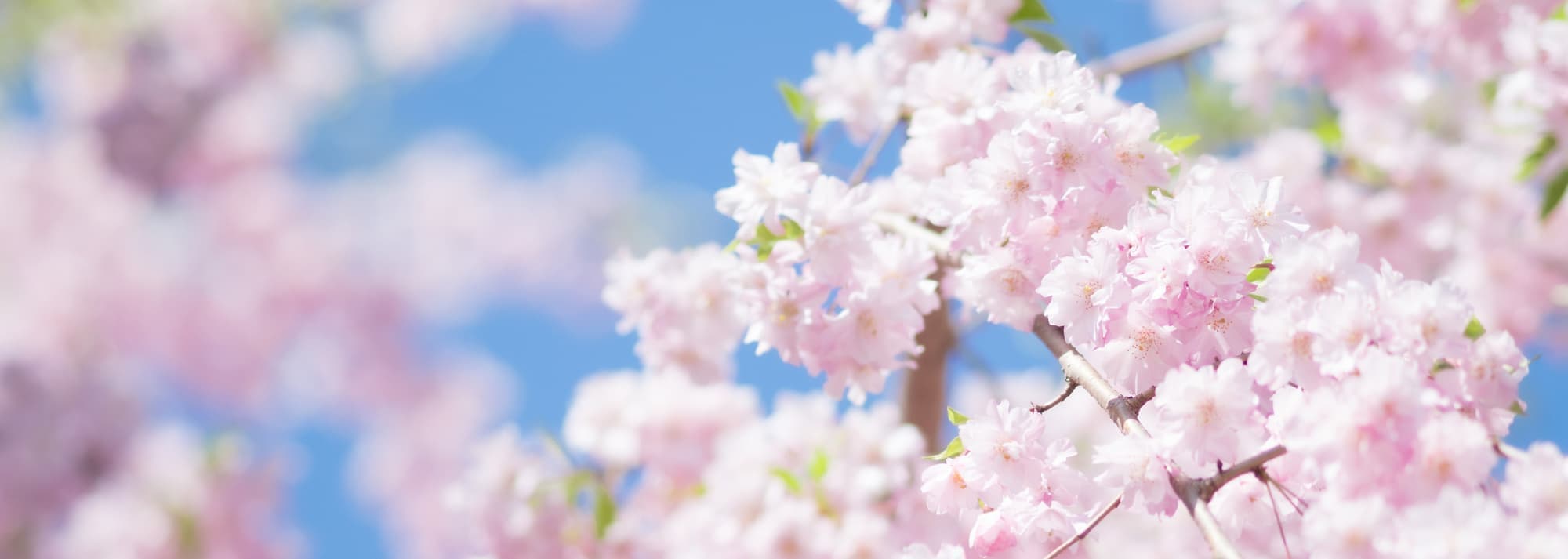 桜のアップ